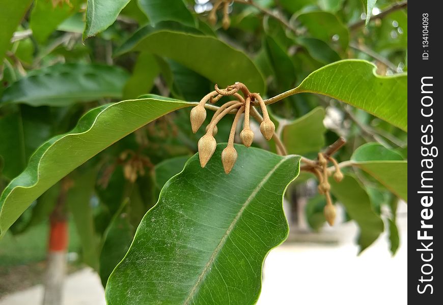 Plant, Flora, Leaf, Tree