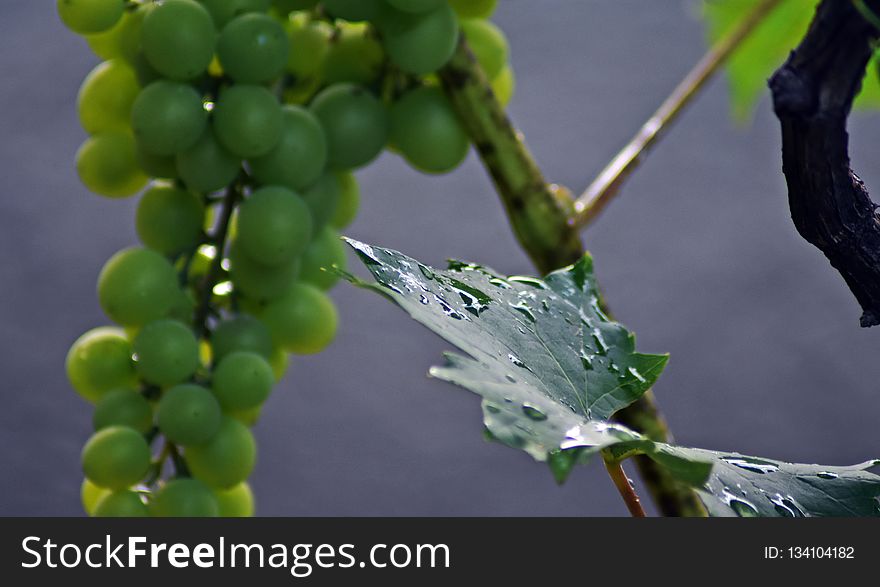 Grape, Grapevine Family, Vitis, Fruit