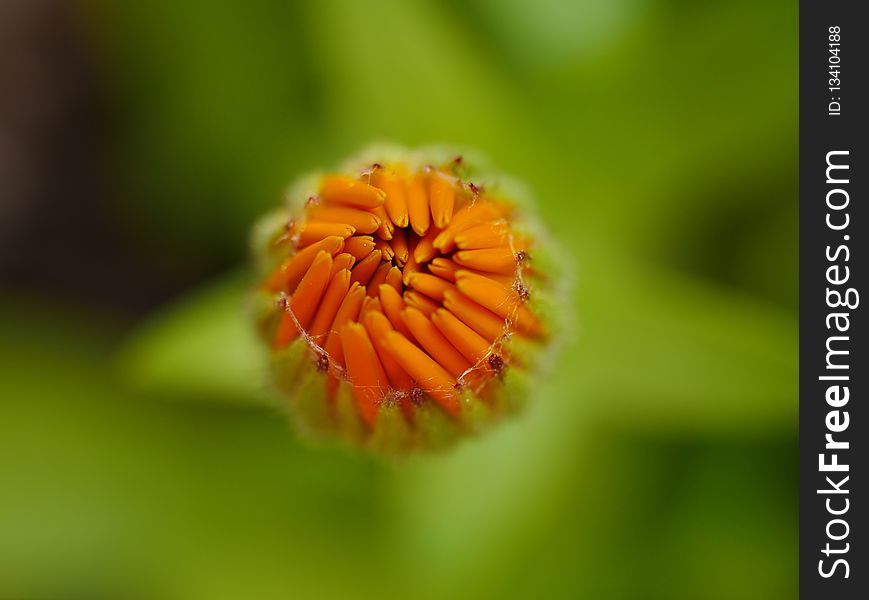 Flower, Wildflower, Close Up, Macro Photography