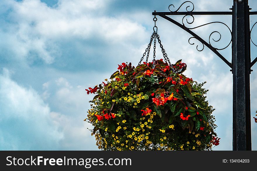 Sky, Flower, Flora, Leaf