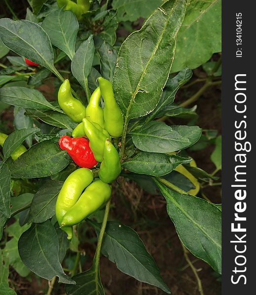 Plant, Bird S Eye Chili, Chili Pepper, Tabasco Pepper