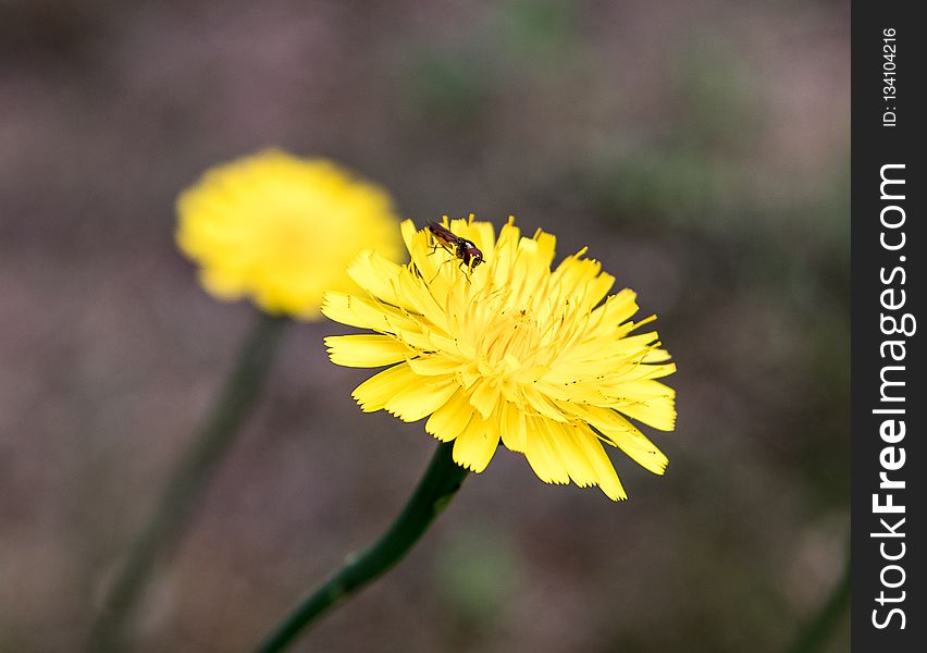 Flower, Yellow, Flora, Flatweed