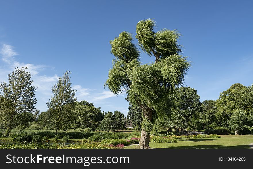 Tree, Vegetation, Sky, Botanical Garden