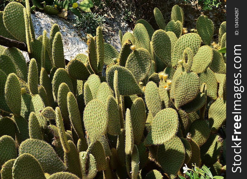 Plant, Vegetation, Cactus, Barbary Fig