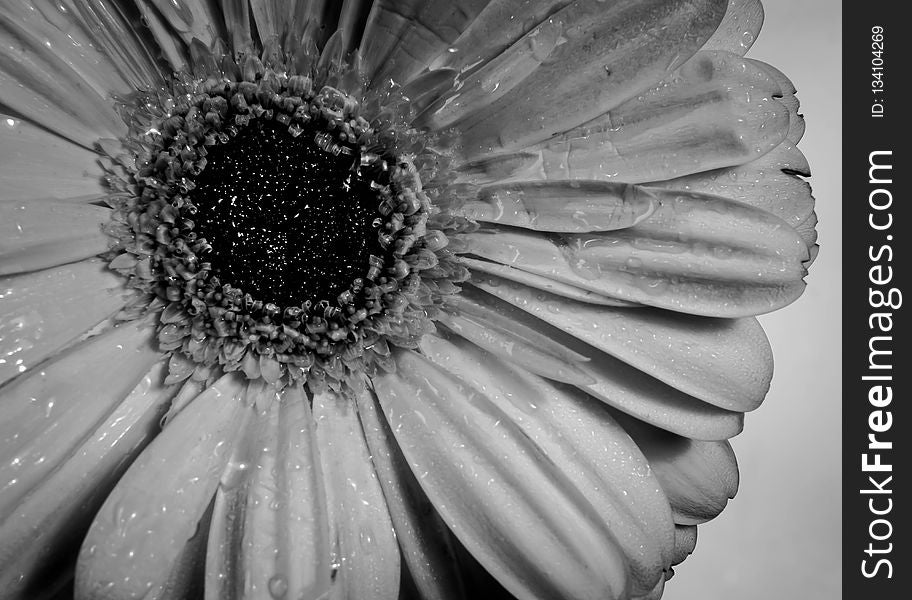 Flower, Black And White, Monochrome Photography, Flora