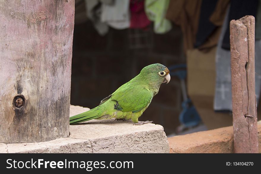 Bird, Fauna, Parrot, Parakeet
