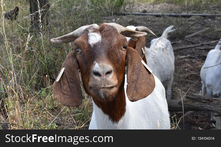 Goats, Goat, Cow Goat Family, Goat Antelope