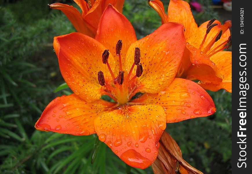 Flower, Lily, Orange Lily, Plant