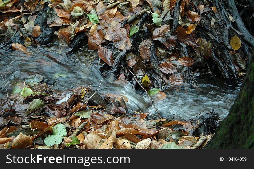 Water, Leaf, Stream, Autumn