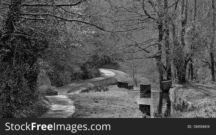 Tree, Nature, Black And White, Woodland