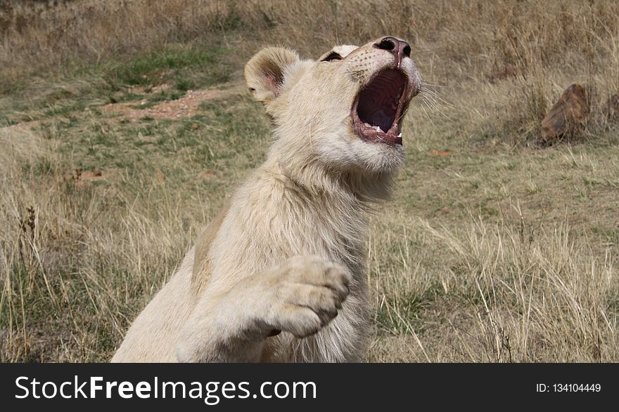 Wildlife, Lion, Facial Expression, Terrestrial Animal