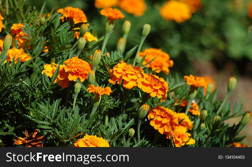 Flower, Plant, Annual Plant, Wildflower