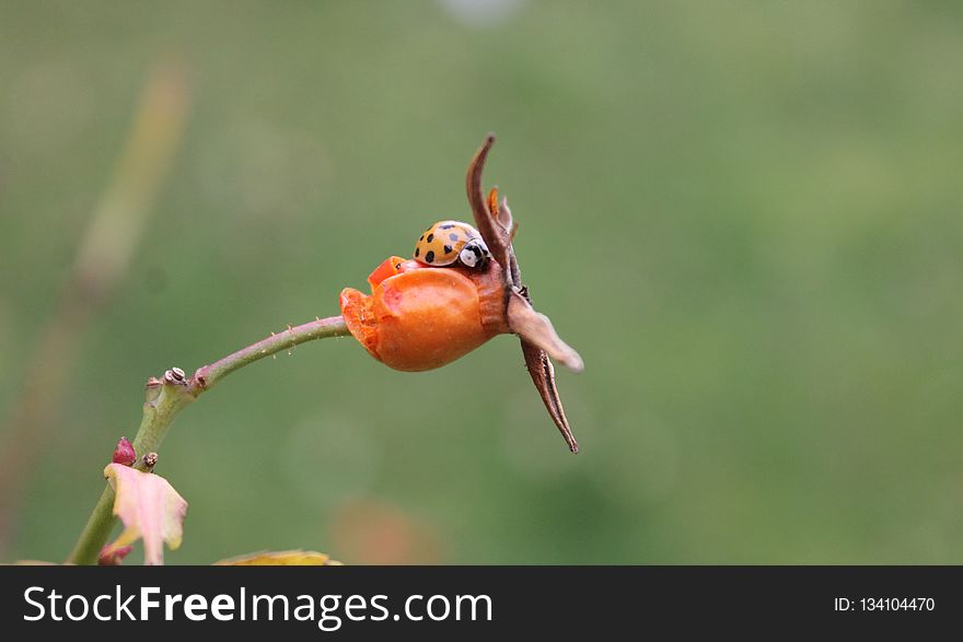 Bird, Insect, Beak, Coraciiformes