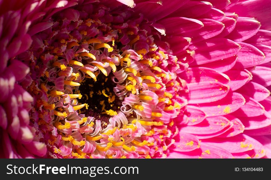 Flower, Pink, Close Up, Petal