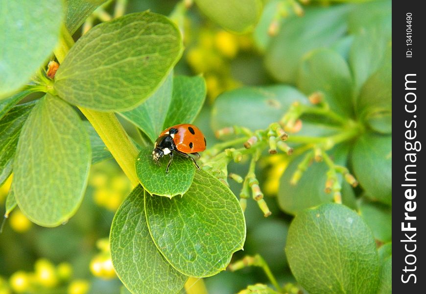 Insect, Ladybird, Leaf, Beetle