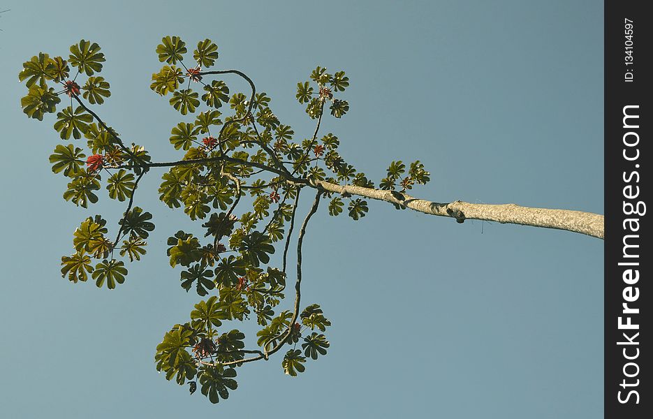 Branch, Tree, Flora, Sky