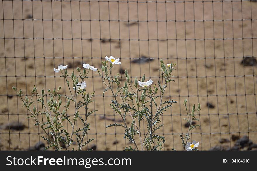 Fauna, Flower, Flora, Plant