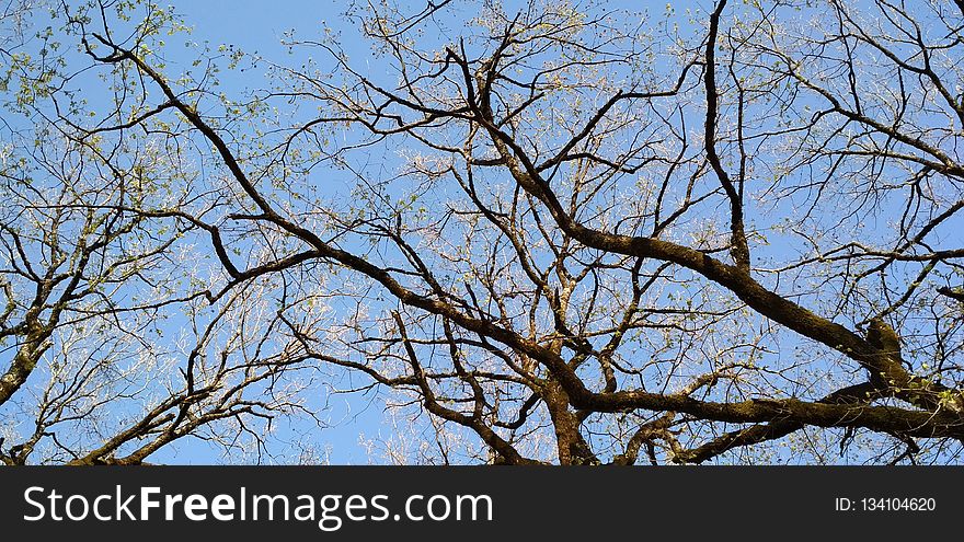 Branch, Tree, Sky, Woody Plant