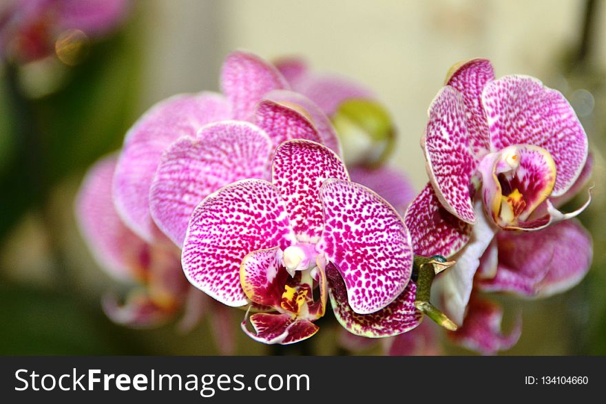 Flower, Flowering Plant, Pink, Flora