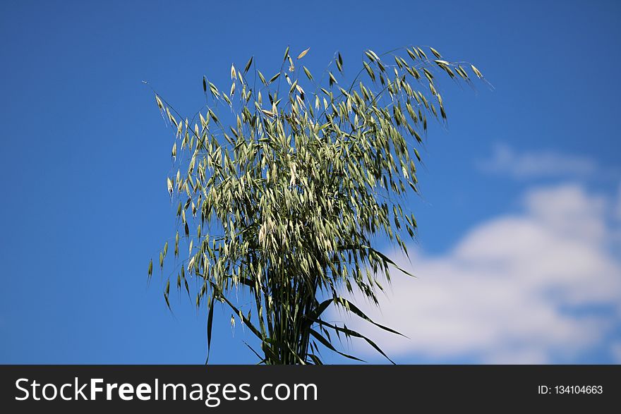 Sky, Tree, Flora, Branch