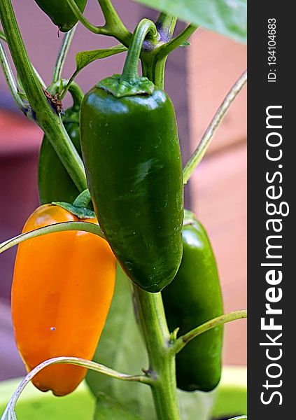 Chili Pepper, Vegetable, Natural Foods, Bell Peppers And Chili Peppers