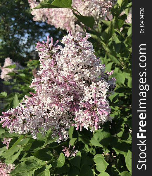 Plant, Flower, Lilac, Flowering Plant