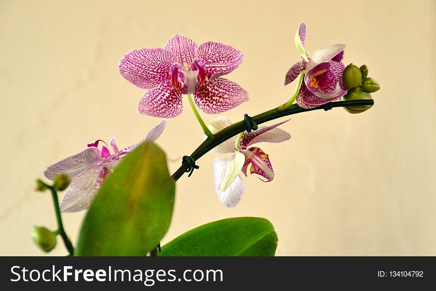 Flower, Flowering Plant, Plant, Flora