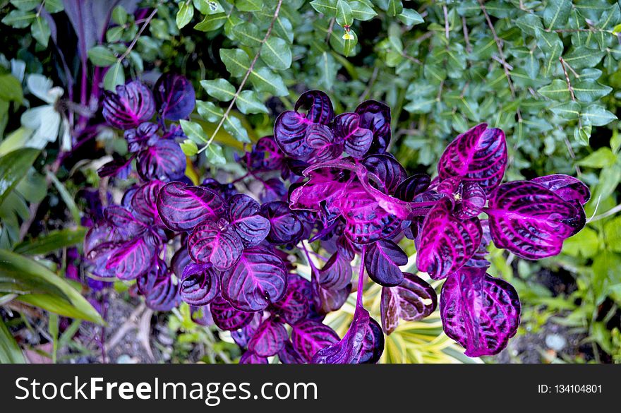 Flower, Plant, Purple, Flora