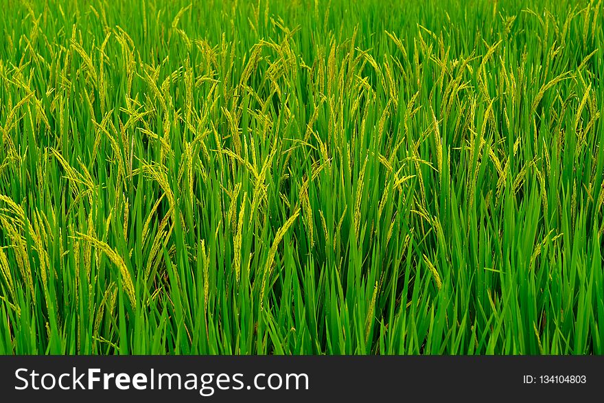 Grass, Field, Vegetation, Agriculture