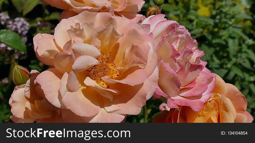 Flower, Rose, Rose Family, Flowering Plant