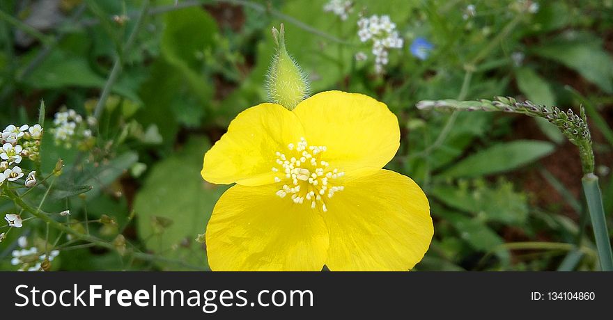 Flower, Yellow, Flora, Flowering Plant