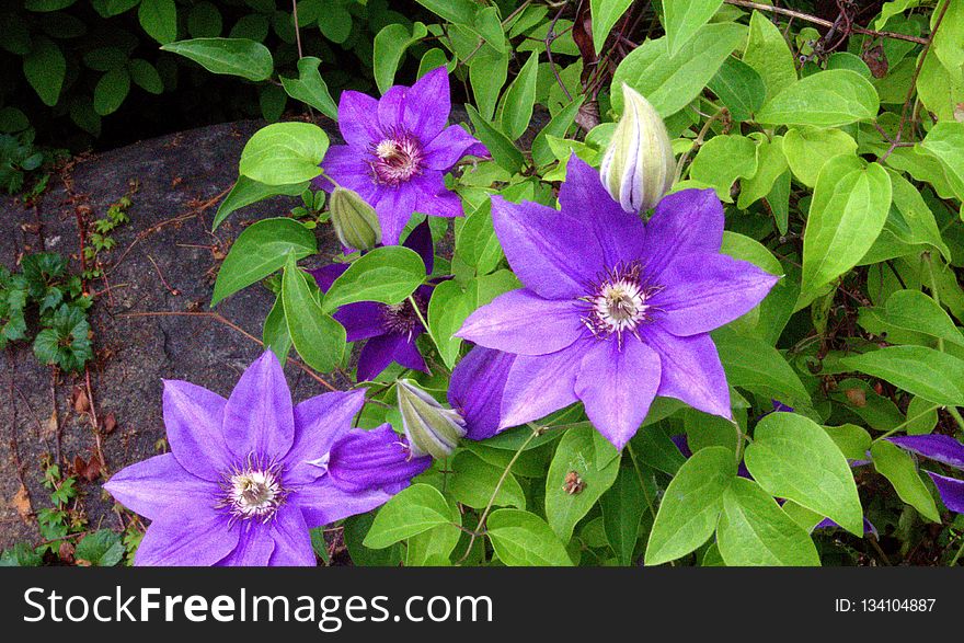 Flower, Plant, Flora, Clematis