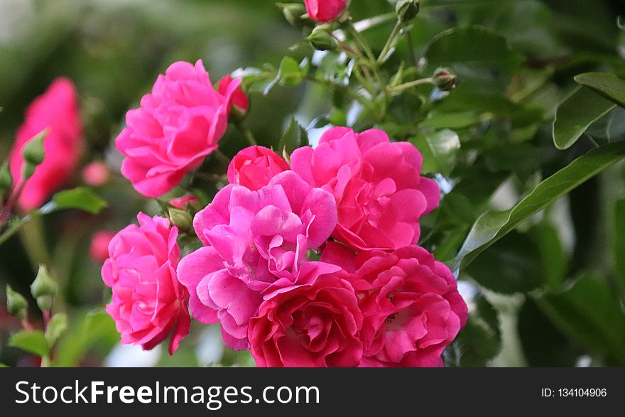 Flower, Plant, Rose Family, Pink