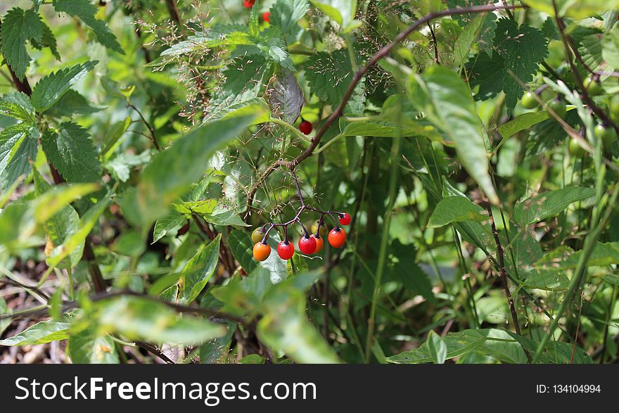 Plant, Vegetation, Flora, Leaf