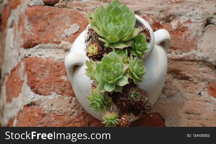Plant, Flowerpot, Cactus, Flower