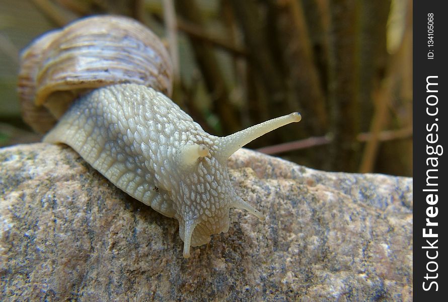 Snails And Slugs, Snail, Slug, Terrestrial Animal