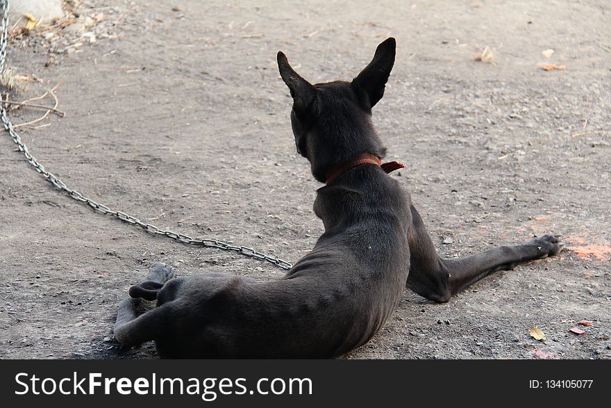 Snout, Street Dog, Dog Like Mammal, Pack Animal