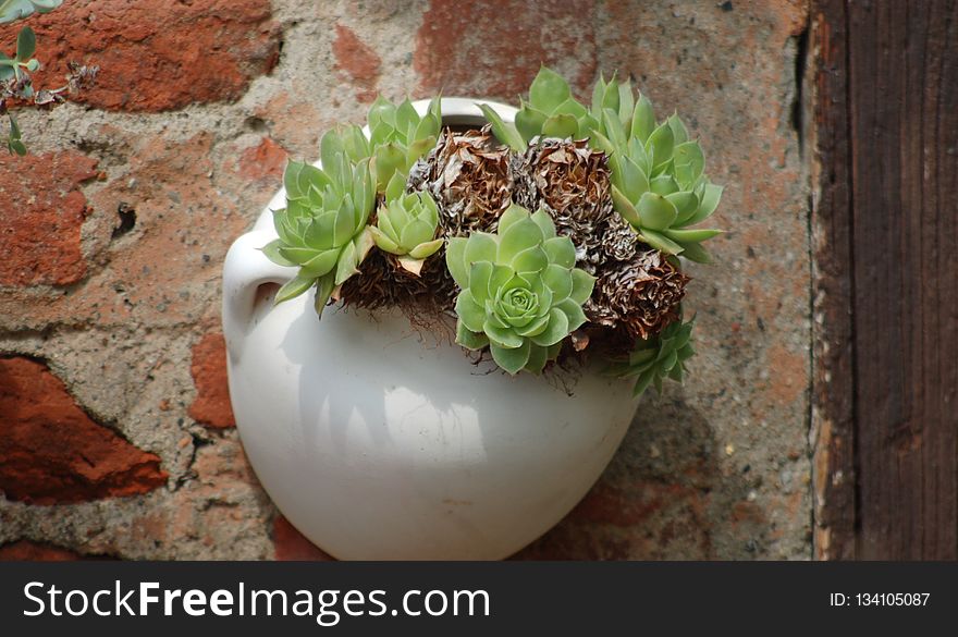 Flowerpot, Plant, Herb