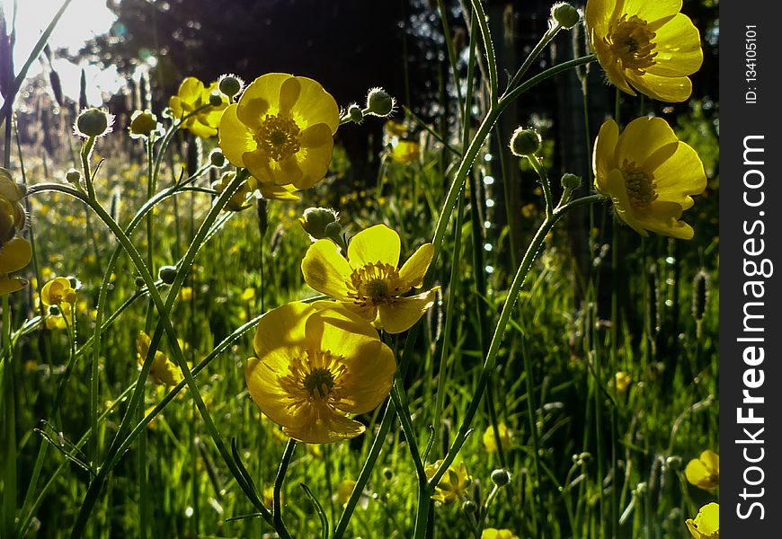 Flower, Yellow, Wildflower, Flora