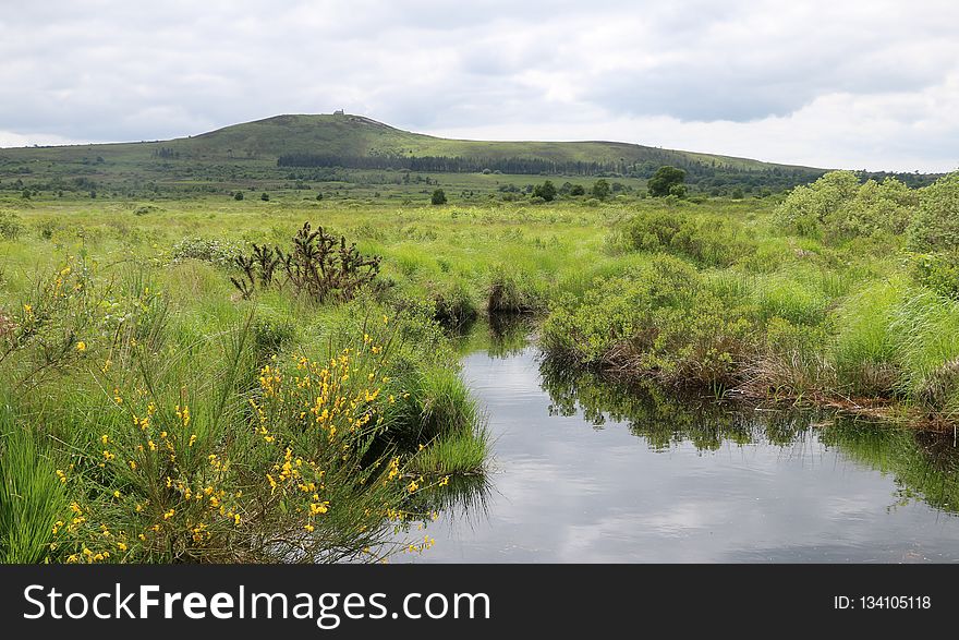 Nature Reserve, Wetland, Ecosystem, Vegetation