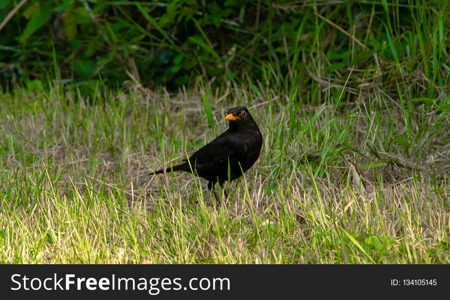 Bird, Blackbird, Fauna, Beak
