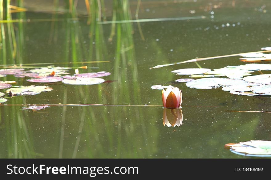 Water, Reflection, Bird, Fauna