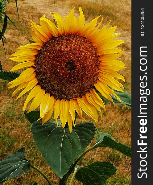 Flower, Sunflower, Plant, Sunflower Seed