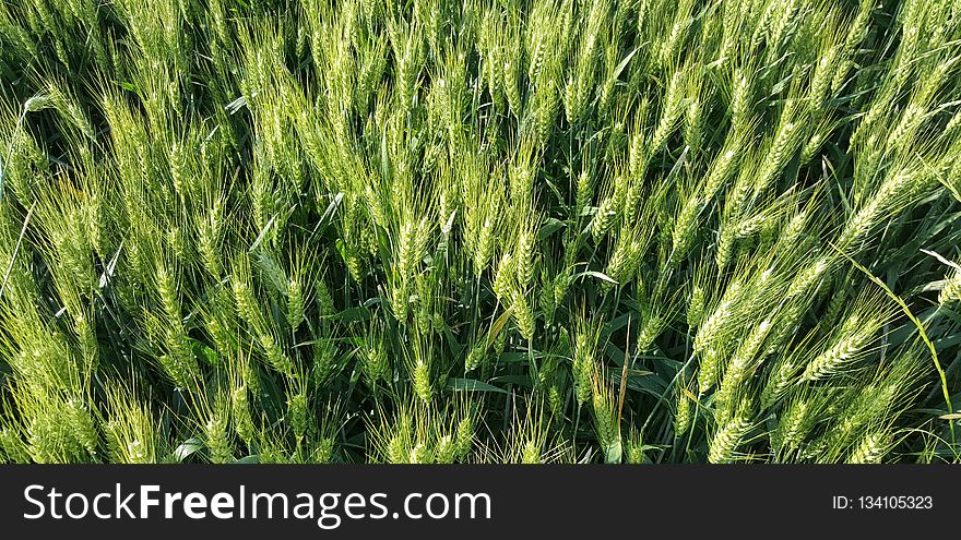 Field, Food Grain, Grass Family, Grass