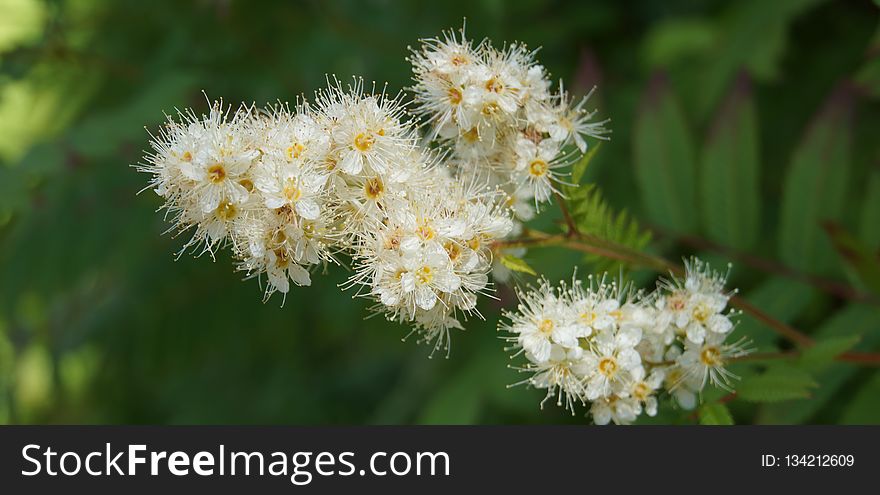 Flora, Flower, Plant, Spring