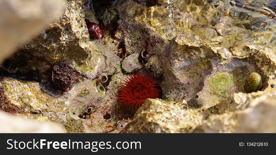 Mineral, Invertebrate, Organism, Coral
