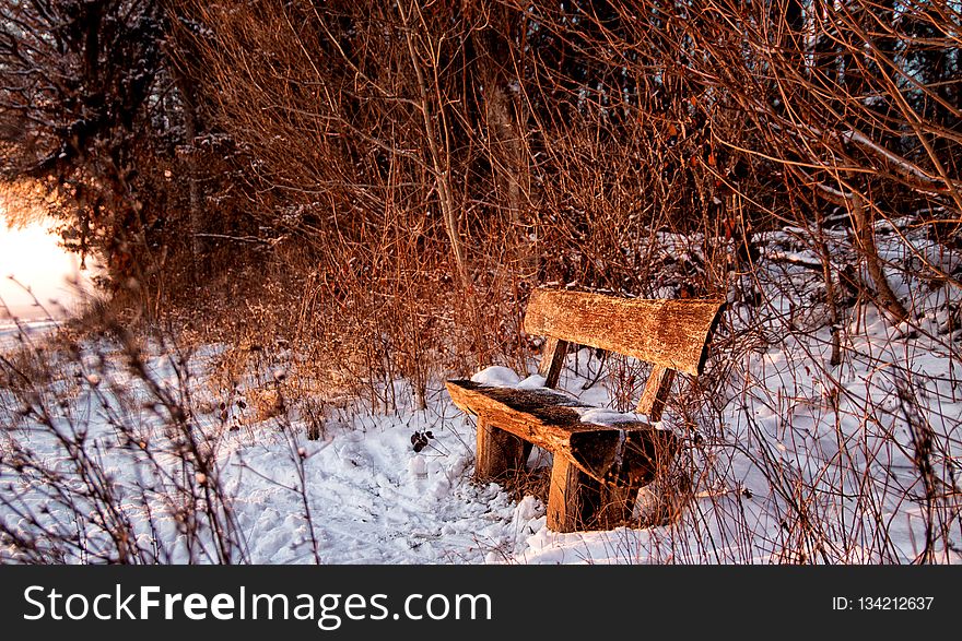 Snow, Winter, Tree, Freezing