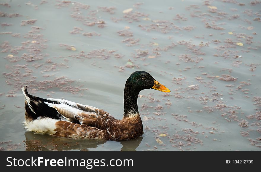 Duck, Bird, Water, Water Bird