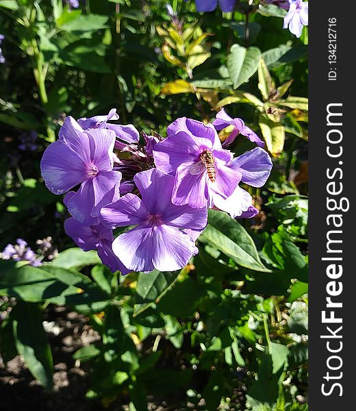 Flower, Plant, Flora, Purple