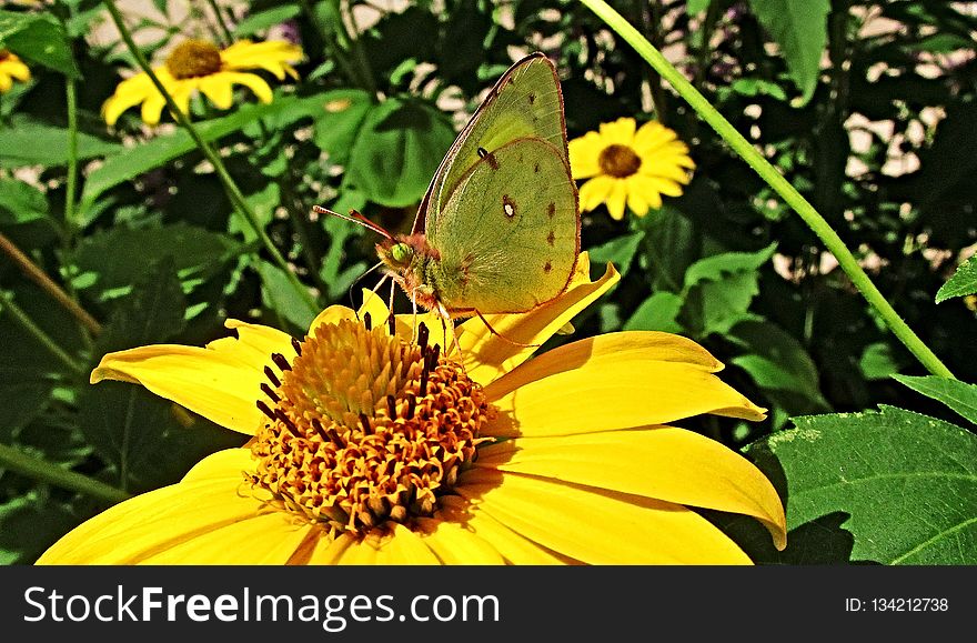 Butterfly, Flower, Yellow, Moths And Butterflies